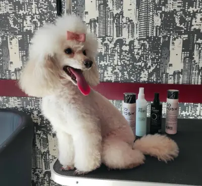 City Grooming Studio Gabrovo / Груминг Габрово