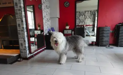 City Grooming Studio Gabrovo / Груминг Габрово