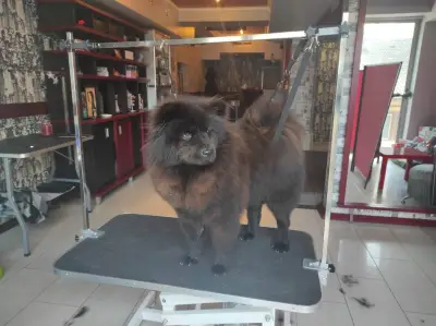 City Grooming Studio Gabrovo / Груминг Габрово