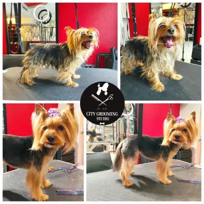 City Grooming Studio Gabrovo / Груминг Габрово