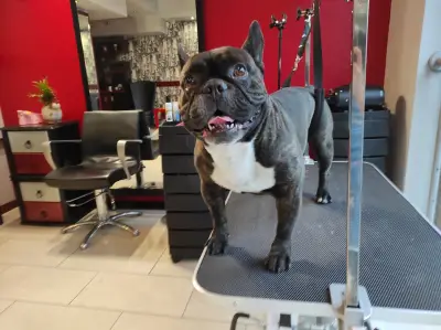 City Grooming Studio Gabrovo / Груминг Габрово