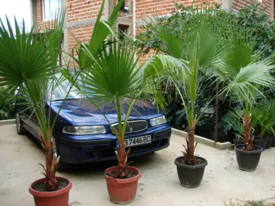 PALMA DEKOR