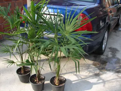 PALMA DEKOR