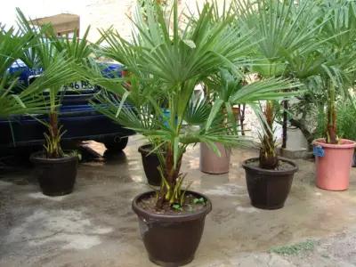 PALMA DEKOR