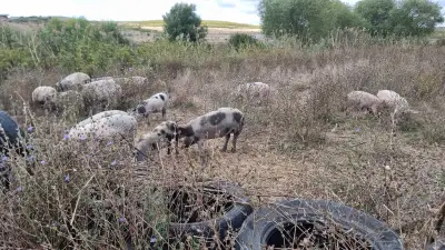 Спортен риболов