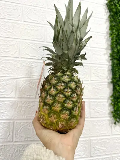 Fruit Land