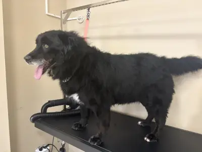 Груминг салон Deluxe Fluffy Spa