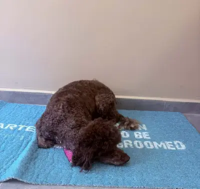 Груминг салон Deluxe Fluffy Spa