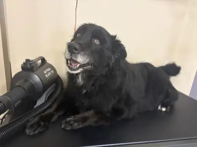 Груминг салон Deluxe Fluffy Spa