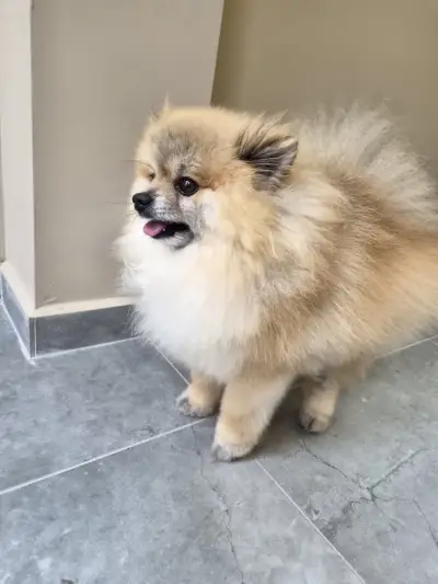 Груминг салон Deluxe Fluffy Spa
