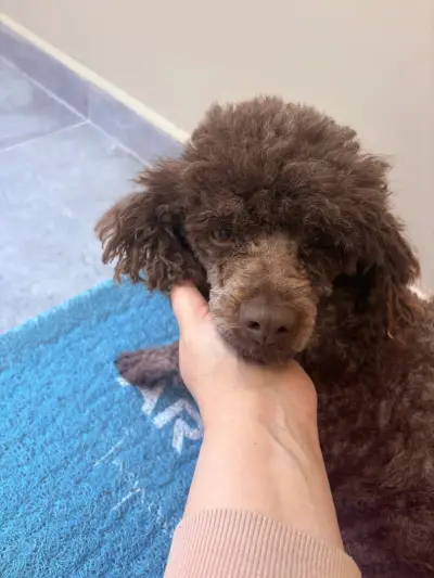 Груминг салон Deluxe Fluffy Spa