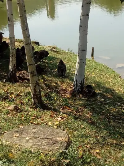 Местност Ксилифор