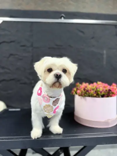Grooming & Fitness - Maison MJ