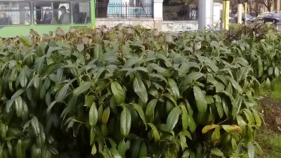 ТД „Родни Балкани“