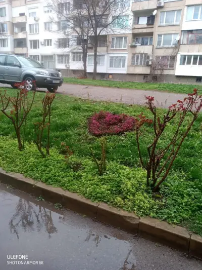Психолог и психотерапевт Весела Николова Люлин
