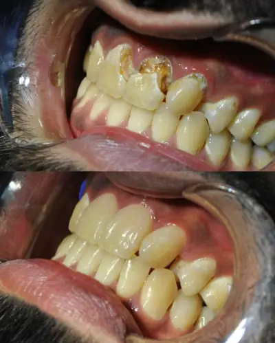 Endodont Dental Clinic Dr. Yordanov