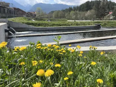 Царските рибарници| Пъстърва| Спортен риболов