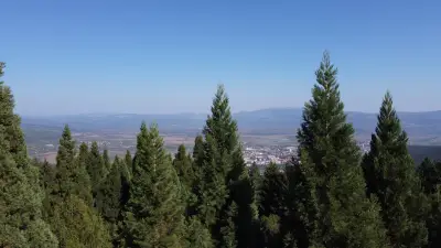 Вековни секвои