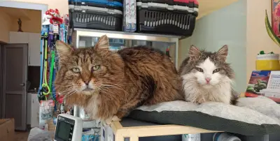 Ветеринарна амбулатория "Черна котка & Бял котарак"