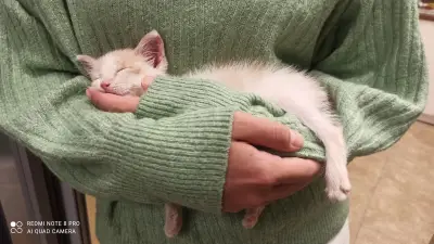Ветеринарна амбулатория "Черна котка & Бял котарак"