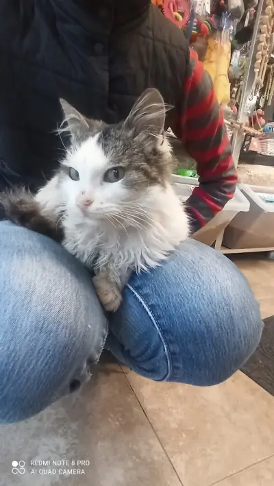 Ветеринарна амбулатория "Черна котка & Бял котарак"