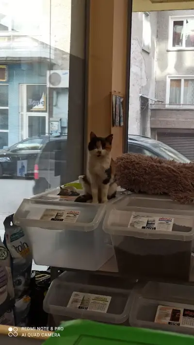 Ветеринарна амбулатория "Черна котка & Бял котарак"