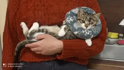 Ветеринарна амбулатория "Черна котка & Бял котарак"