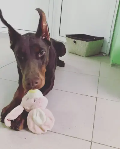 Dog House Hotel - Хотел за кучета