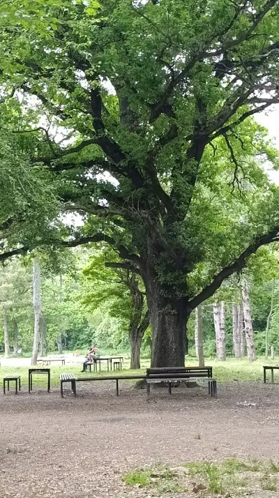 Ормана