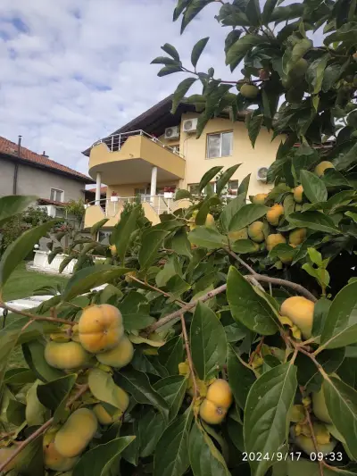 Guest House Holiday