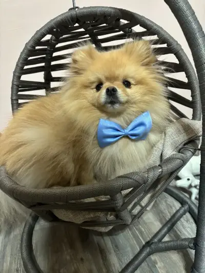 Марина Вет