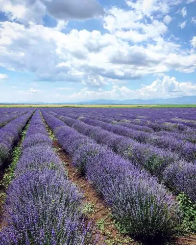 СПАС-СЮЛЕЙМАН ДЖАМБАЗ