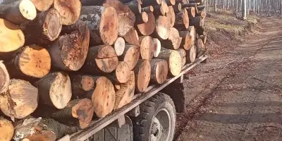 Василев 95 "Дърва За Огрев"