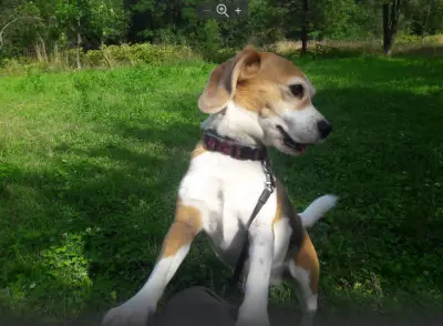 Puhcheta Grijovnici South Park hotel for pets