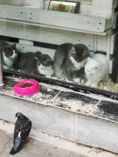 Коткотел- Cat's home