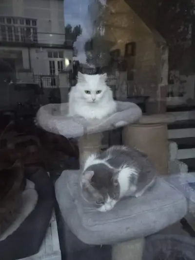 Коткотел- Cat's home