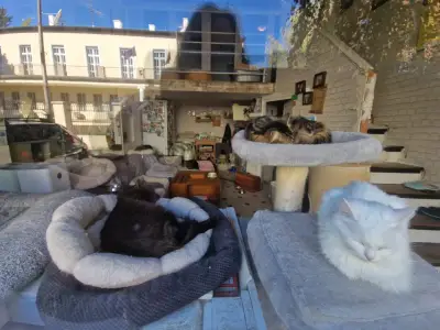 Коткотел- Cat's home