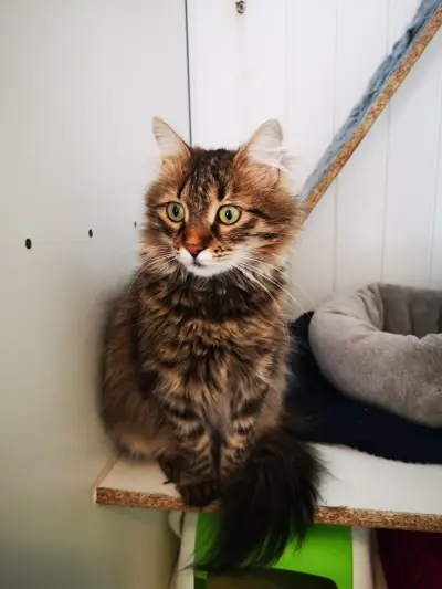 Коткотел- Cat's home