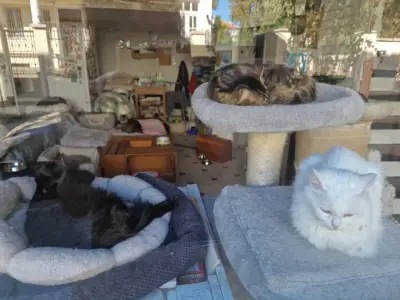 Коткотел- Cat's home