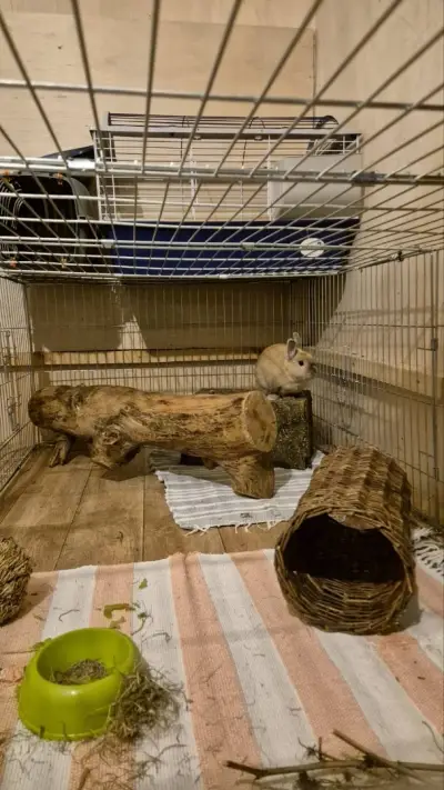Грижовници - къща за домашни любимци на пътуващи и заети хора