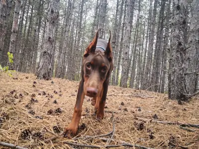 Хотел за домашни любимци Pets Heaven