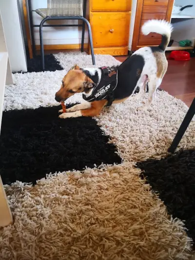 Хотел за домашни любимци Pets Heaven
