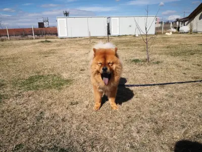 Хотел за домашни любимци Pets Heaven
