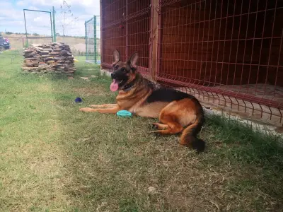 Хотел за домашни любимци Pets Heaven