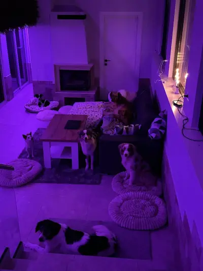 Rozi's Luxury Dog Hotel