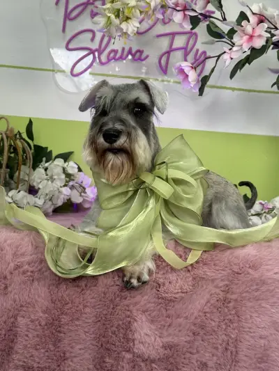 Pet studio Slava Fly