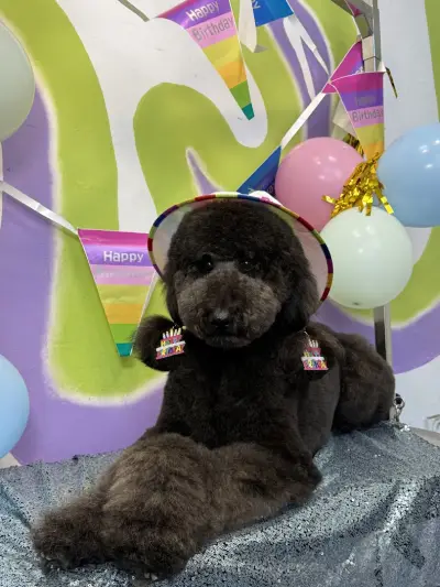 Pet studio Slava Fly