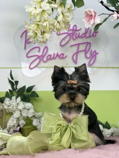 Pet studio Slava Fly