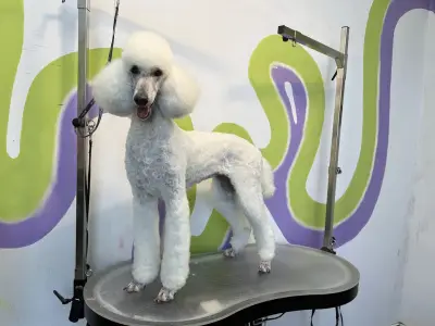 Pet studio Slava Fly
