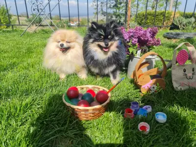 DELUXE Много повече от Хотел за кучета